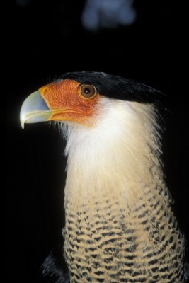 Hawk & Falcon poster