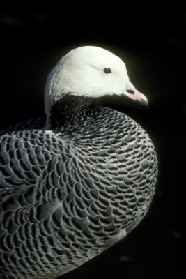 goose poster