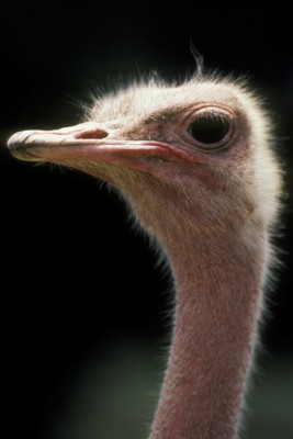 Ostrich poster