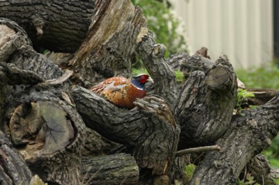 Pheasant poster