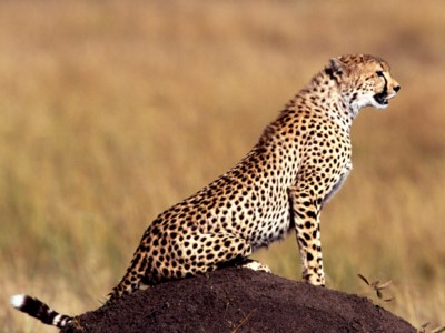 Cheetahs poster