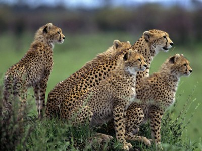 Cheetahs poster