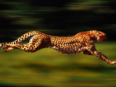 Cheetahs poster