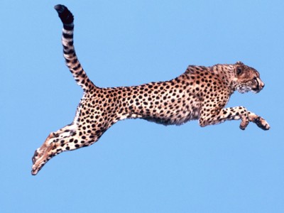 Cheetahs poster