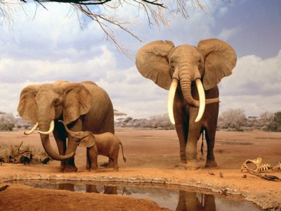 Elephants poster