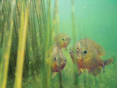 Freshwater Fish poster