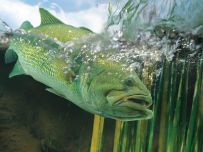 Freshwater Fish poster
