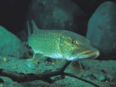 Freshwater Fish poster