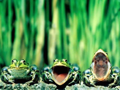 Frogs poster