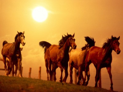Horses poster