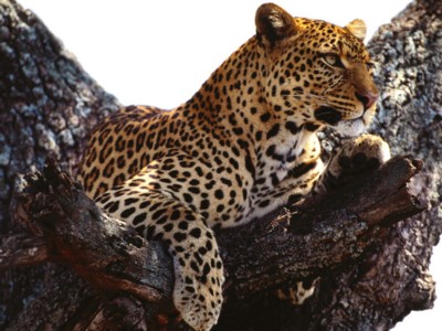 Leopards poster