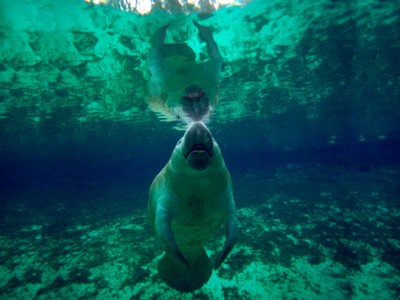 Water Animals poster