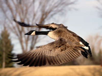 Waterfowl poster