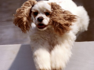 Cocker Spaniels poster