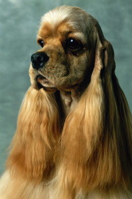 Cocker Spaniels poster