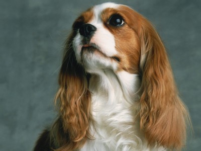 Cocker Spaniels poster