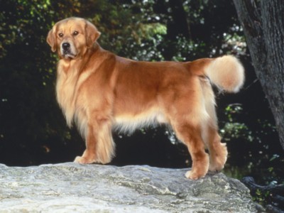 Golden Retrievers poster