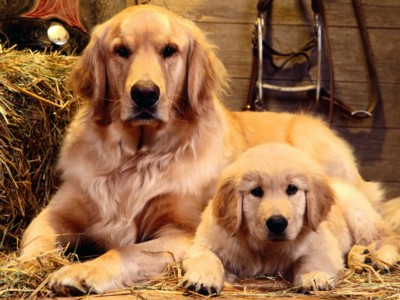 Golden Retrievers poster