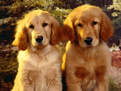 Golden Retrievers poster