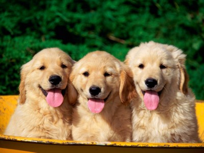 Golden Retrievers poster