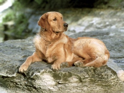 Golden Retrievers poster