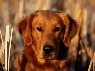 Golden Retrievers poster
