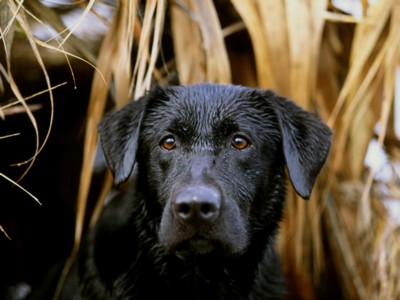 Labrador Retrievers poster