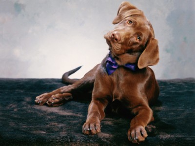 Labrador Retrievers poster