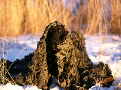 Labrador Retrievers poster