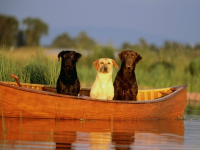 Labrador Retrievers poster