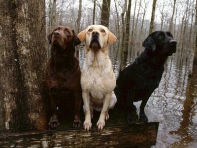 Labrador Retrievers poster