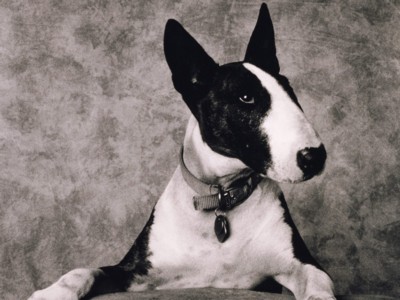 Medium Dogs sweatshirt