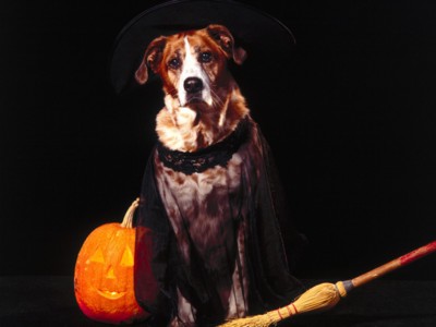 Medium Dogs sweatshirt