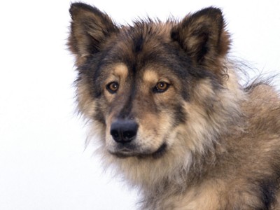 Medium Dogs sweatshirt