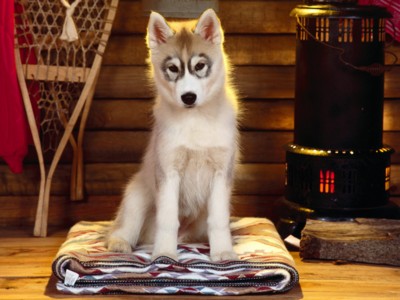 Medium Dogs sweatshirt