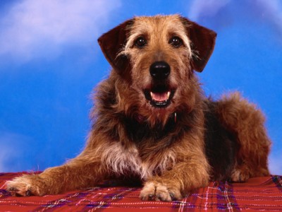 Medium Dogs sweatshirt