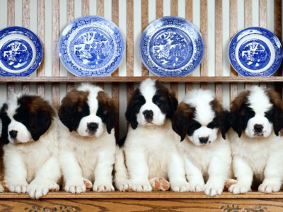 Puppies poster