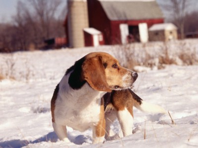 Small Dogs sweatshirt