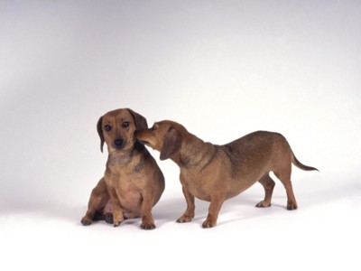 Small Dogs sweatshirt