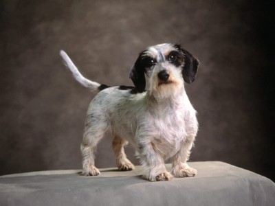 Small Dogs sweatshirt