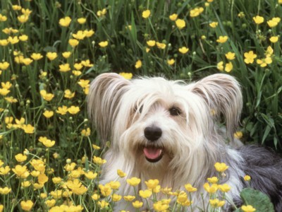 Small Dogs sweatshirt
