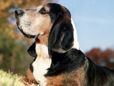 Small Dogs sweatshirt