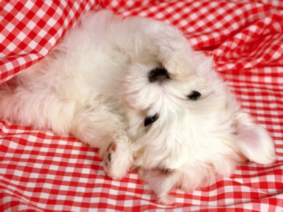 Small Dogs sweatshirt