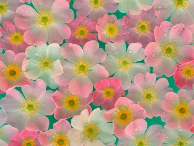Flower Mix poster