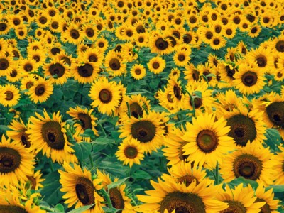 Sunflowers poster