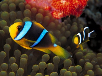 Tropical Fish poster